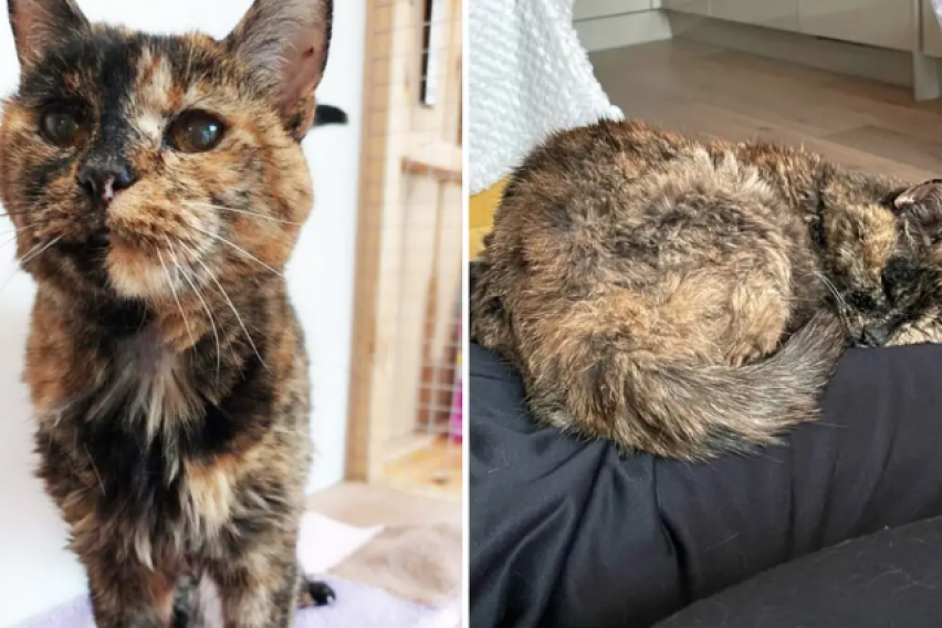 26-годишната Флоси официјално стана најстарата мачка на светот: „Сè уште е разиграна“